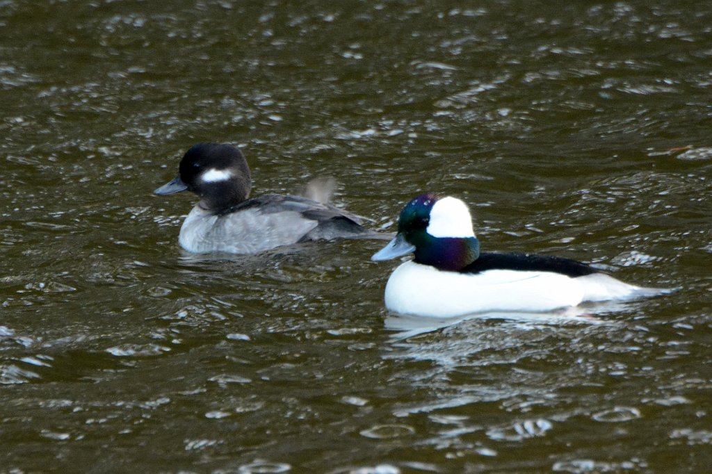 Duck, Bufflehead, 2016-12274888b Chincoteague NWR, VA.JPG - Bufflehead. Chincoteague National Wildlife Refuge, VA, 12-27-2016